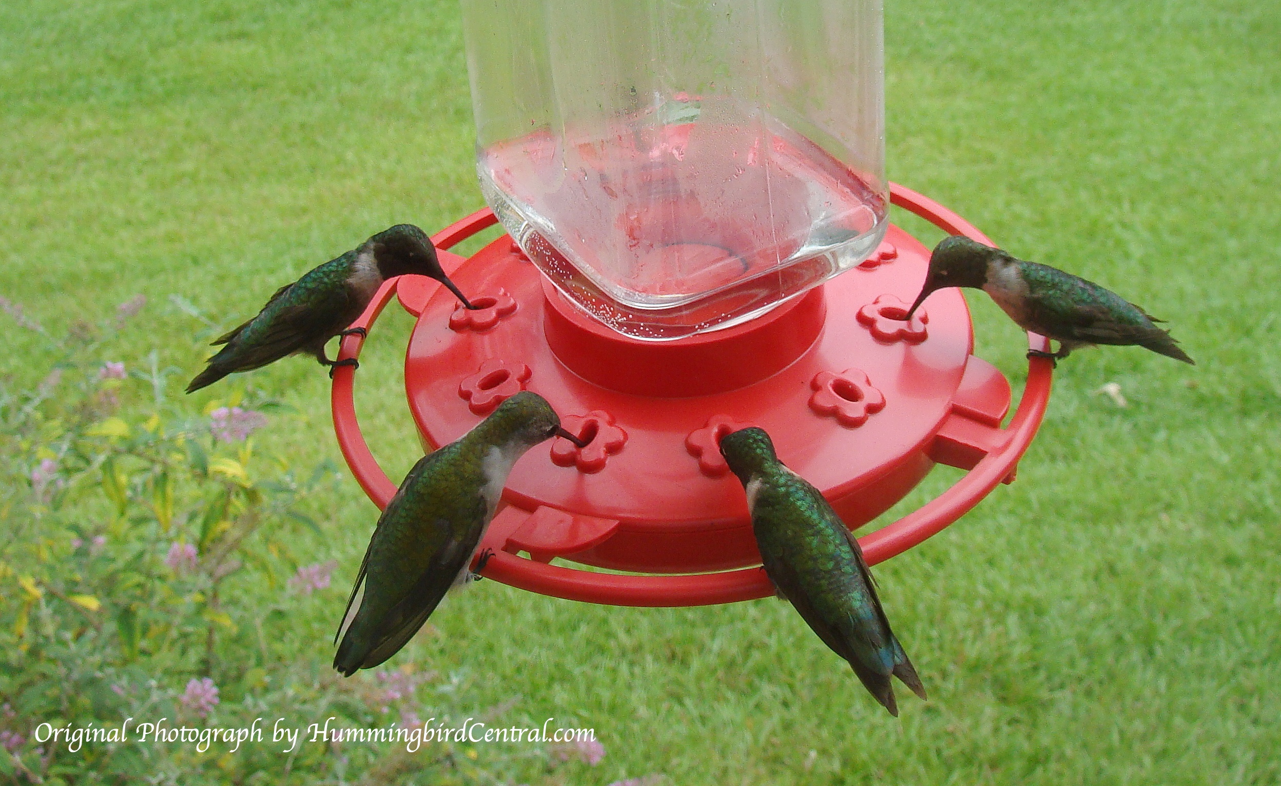 Hummingbird feeding mania near Tyler Texas Hummingbird feeding mania near Tyler Texas
